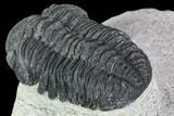 Bargain, Austerops Trilobite - Visible Eye Facets #106039-1